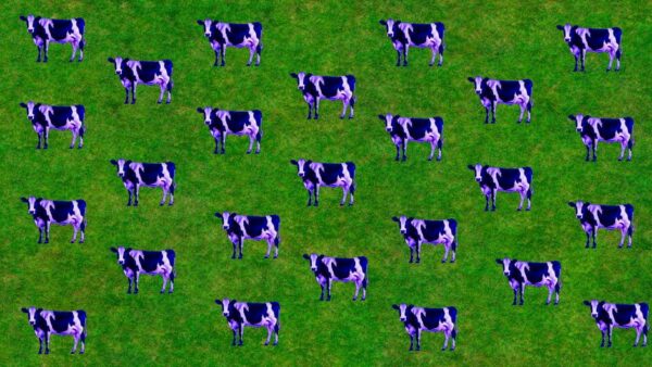Imagina que tienes 2 vacas screenshot