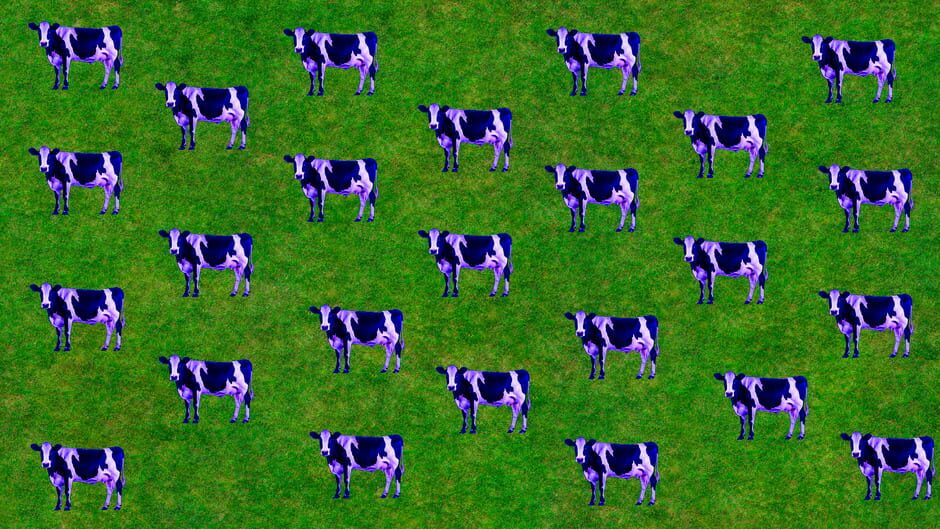 Imagina que tienes 2 vacas screenshot